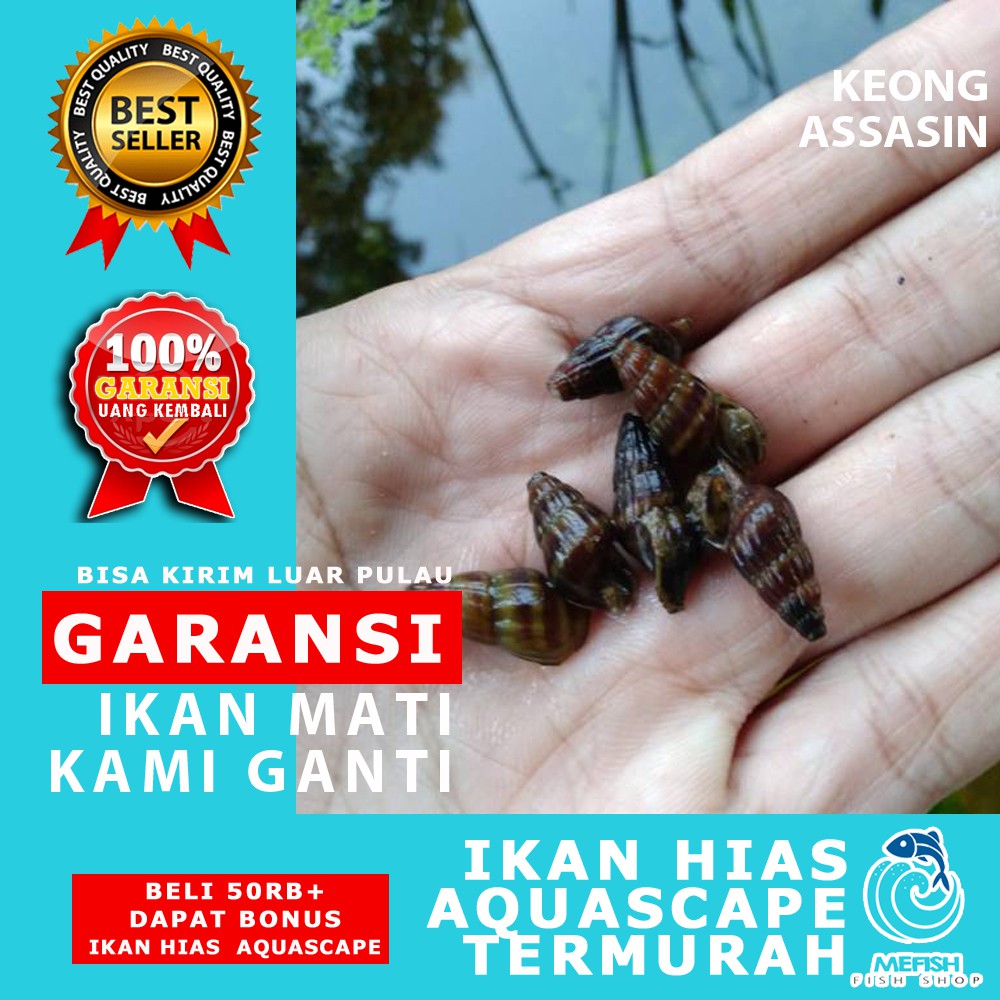 Keong Aquascape / Keong Hias Aquascape / Keong Hias Aquarium - MEFISH_ID ( KEONG ASSASIN )