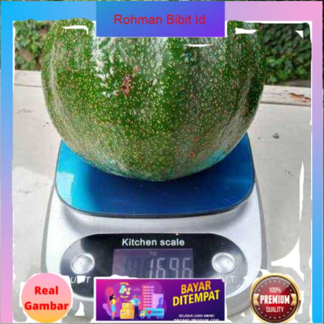 Bibit alpukat markus jumbo
