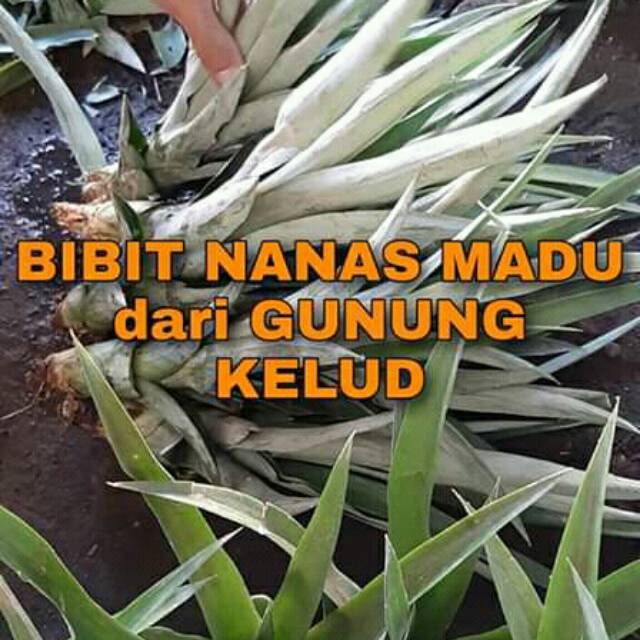 Bibit Unggul Nanas Madu Gunung Kelud Grade Super