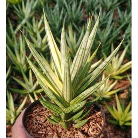 SANSEVIERIA FRANCISII VARIEGATA