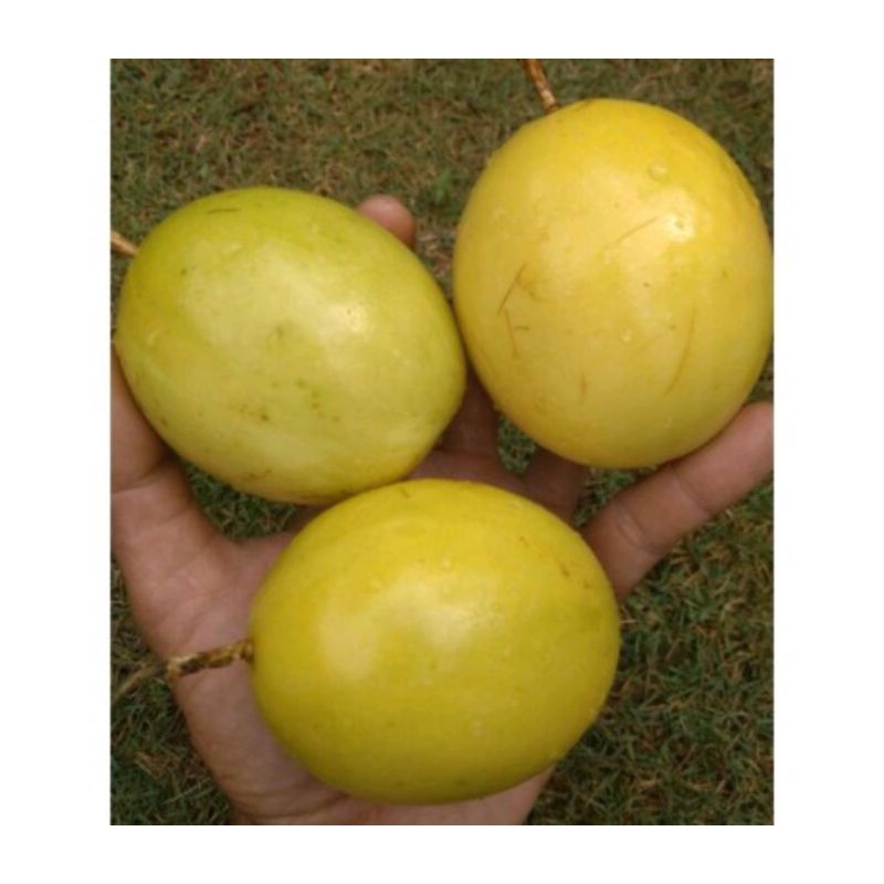 

Buah Markisa kuning/pcs