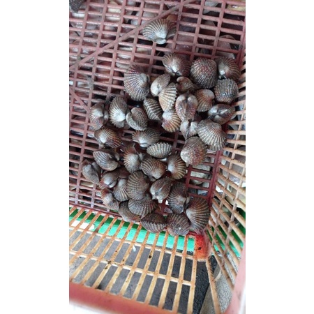 

kerang dara