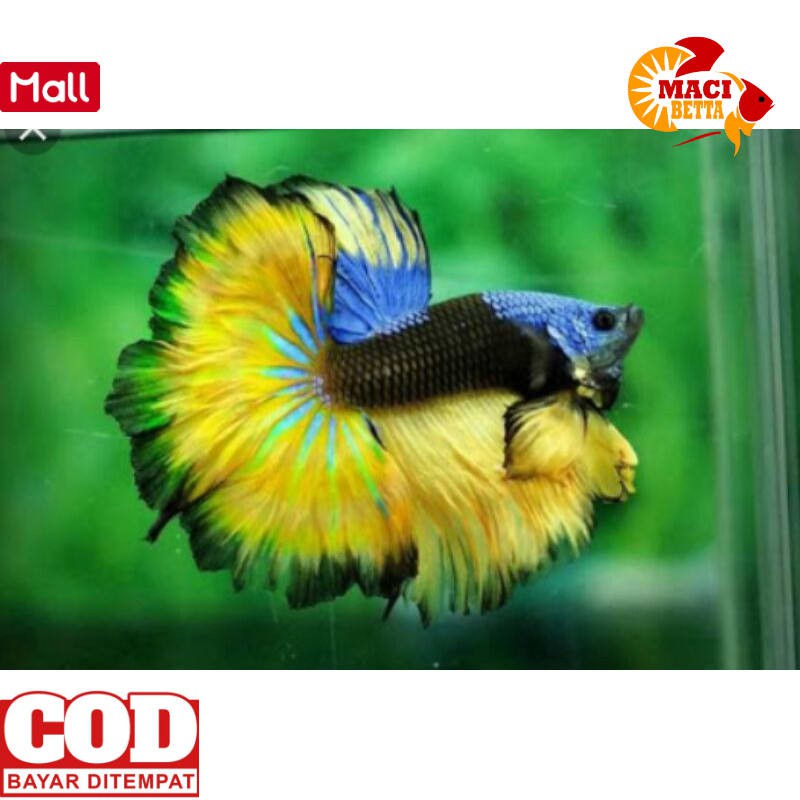 [PROMO] [COD] IKAN IKAN CUPANG HIAS MURAH HALFMOON SLAYER JUMBO PEJANTAN SIAP BREED