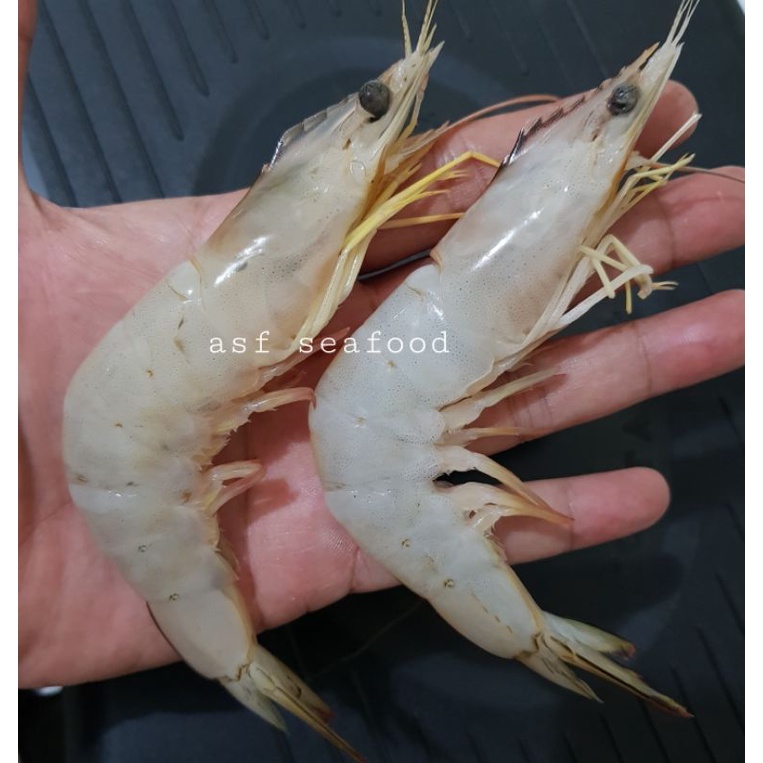 

Udang Jerbung Banana / Udang White Laut aka 40-50