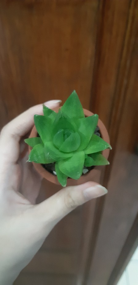 Sukulen Dan Kaktus Mini (haworthia Turgida)