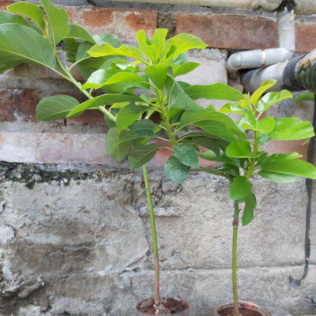 Promo 3 Bibit Alpukat Pluwang Aligator Dan Miki