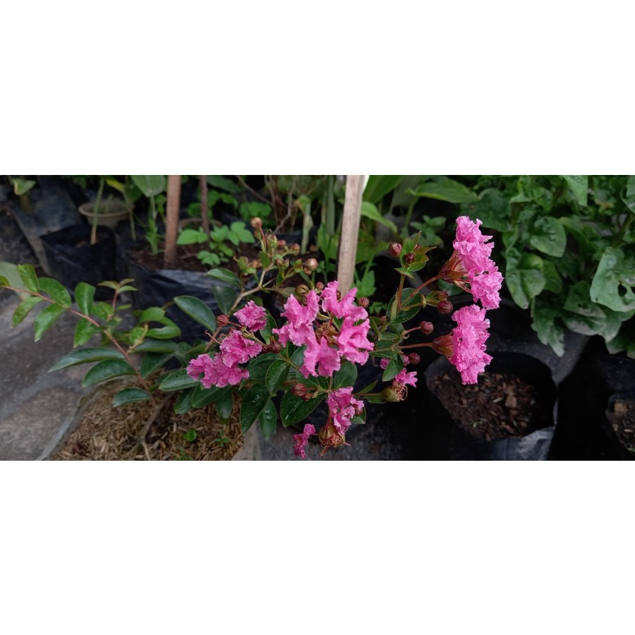 Tanaman bunga sakura lokal