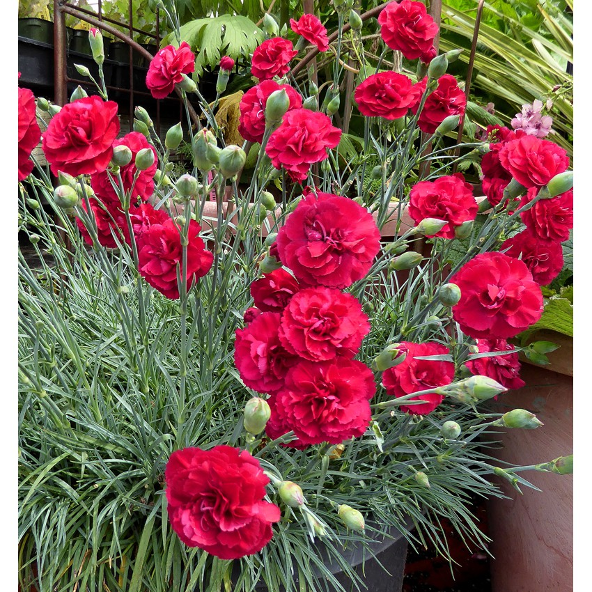 Benih Bibit Bunga Carnation Merah (Red Carnation Import) | Shopee Indonesia