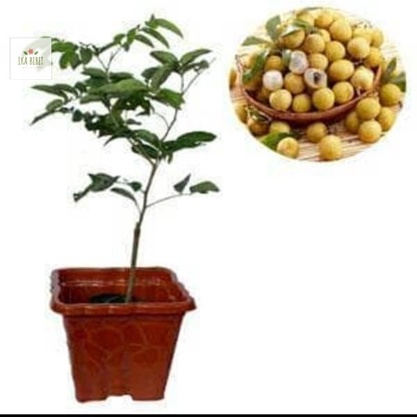 Bibit Kelengkeng Pingpong Untuk Tabulampot