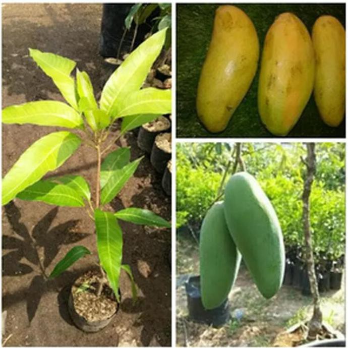 Bibit Tanaman Buah Mangga Golek Super Pohon Mangga Golek