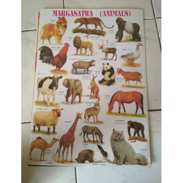 Poster Binatang/Poster Margasatwa/Poster Hewan