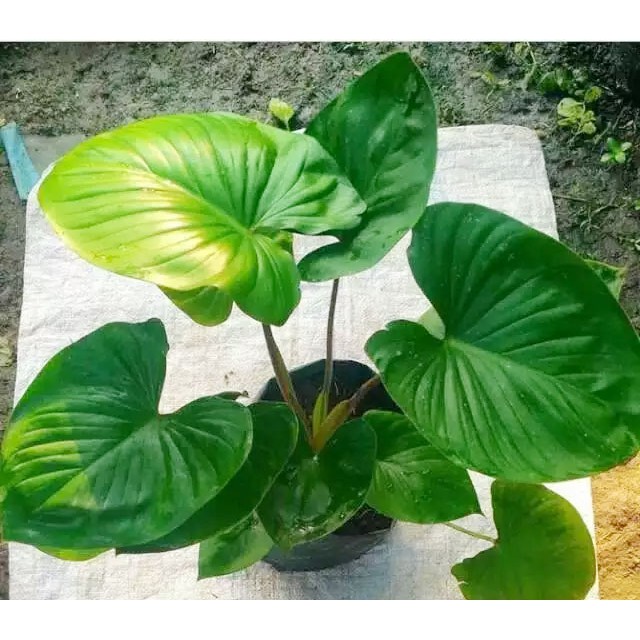 Keladi Homalomena Hias Indoor Homalomena Hijau