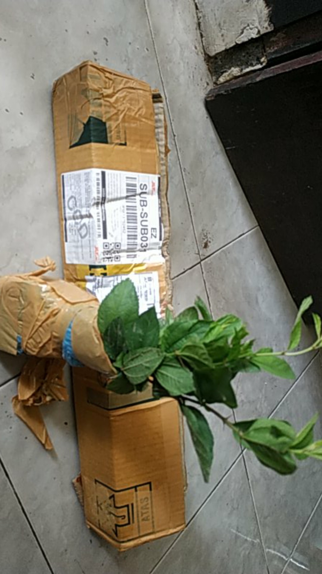 Paket 5 Bibit Tanaman Bidara Bibit Benih Tanaman Daun Biadara Arab