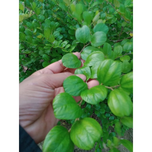 

Herbal 25 Lembar Daun Bidara Arab Segar Fresh 25 lembar Daun Widara Daun Widoro Daun Bidara Arab Herbal Penangkal Jin Setan Fresh Untuk Terapi Ruqyah dll