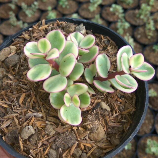 Portulacaria afra varigata