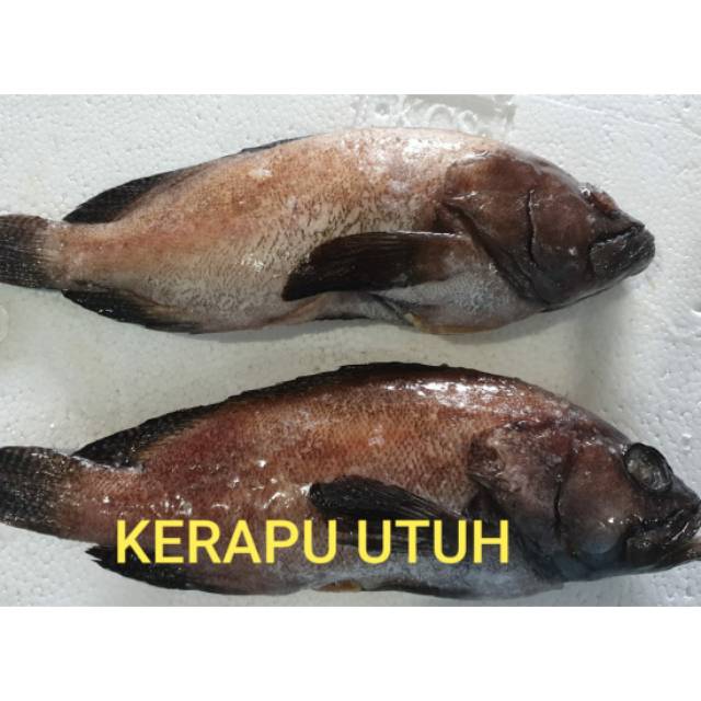 

Ikan kerapu utuh