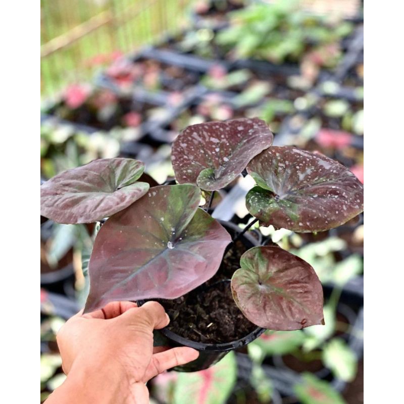 Seedling Umbi  Caladium  Black Hearts Caladium  Thailand 