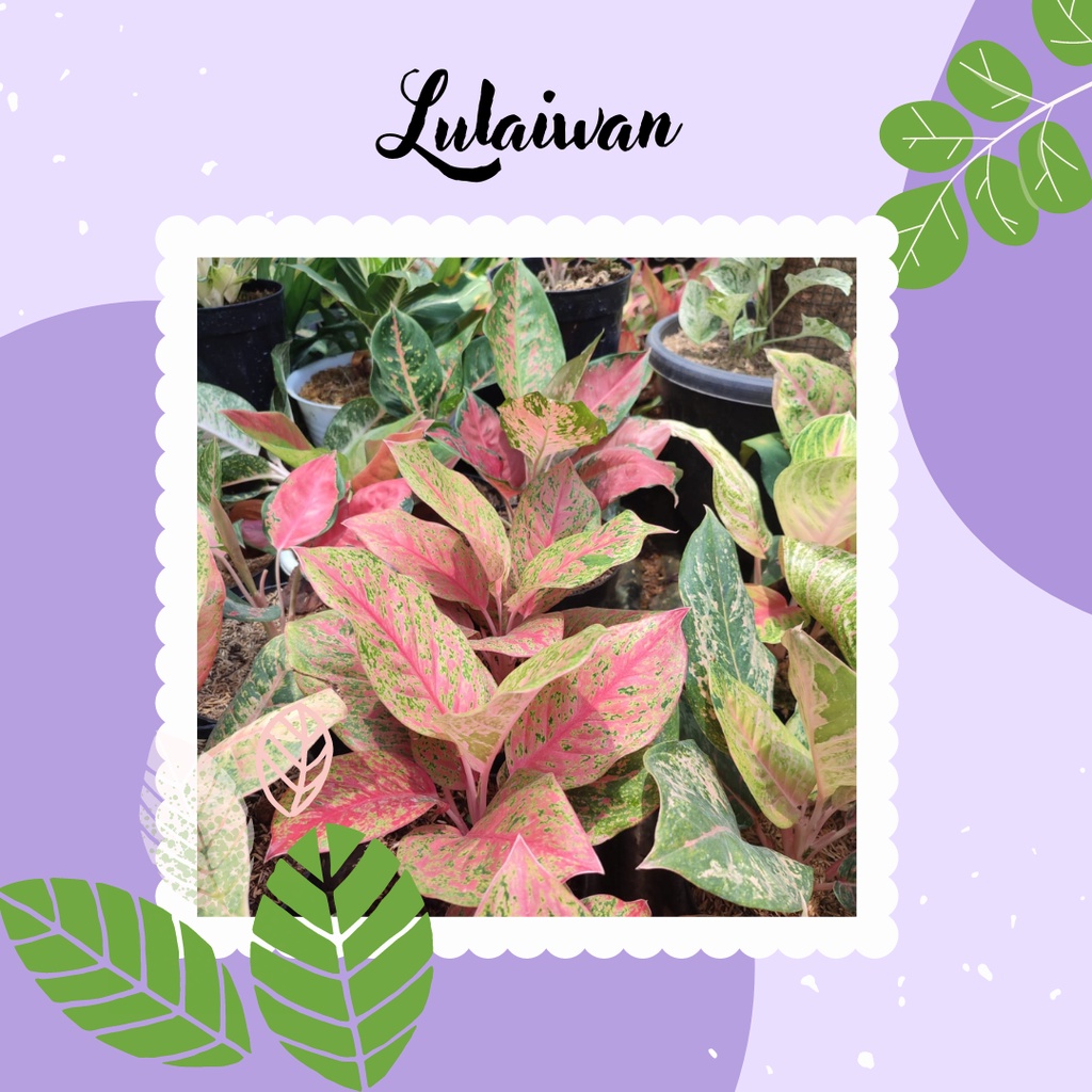 Lulaiwan Tanaman Aglonema Lulaiwan Big Roy Aglo Lulaiwan Dewasa