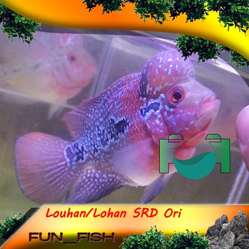 Louhan/Lohan SRD Gen Ori Size 5 - 10cm Bibit/Burayak [Predator]