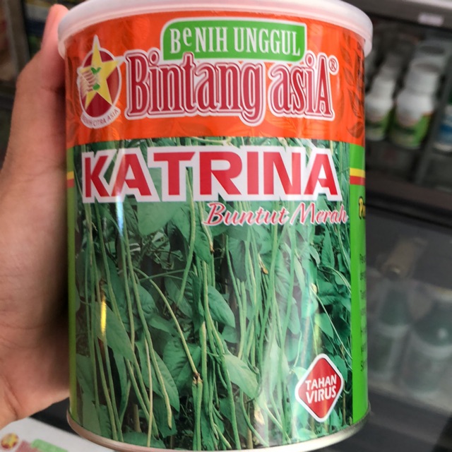 Kacang Panjang Katrina