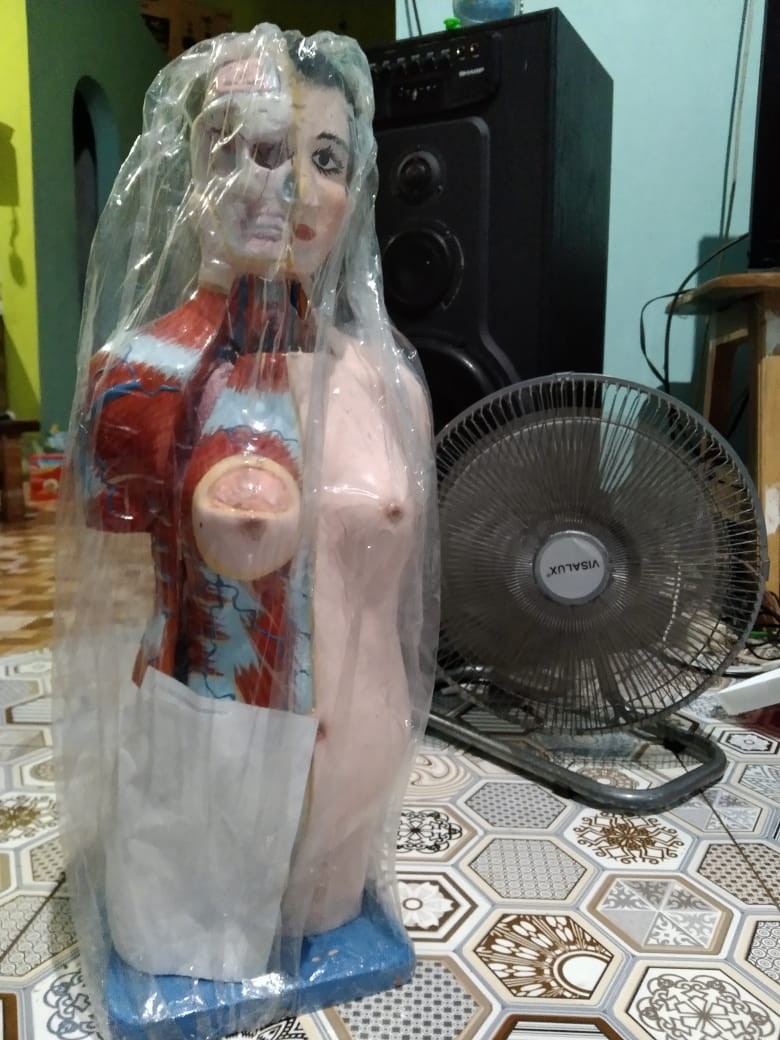 Saranaperaga - Torso Anatomi Manusia Wanita / Perempuan Uk Mini - Alat Peraga Sekolah Ipa