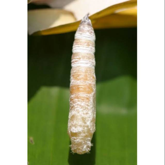 Kepompong Ulat Pisang