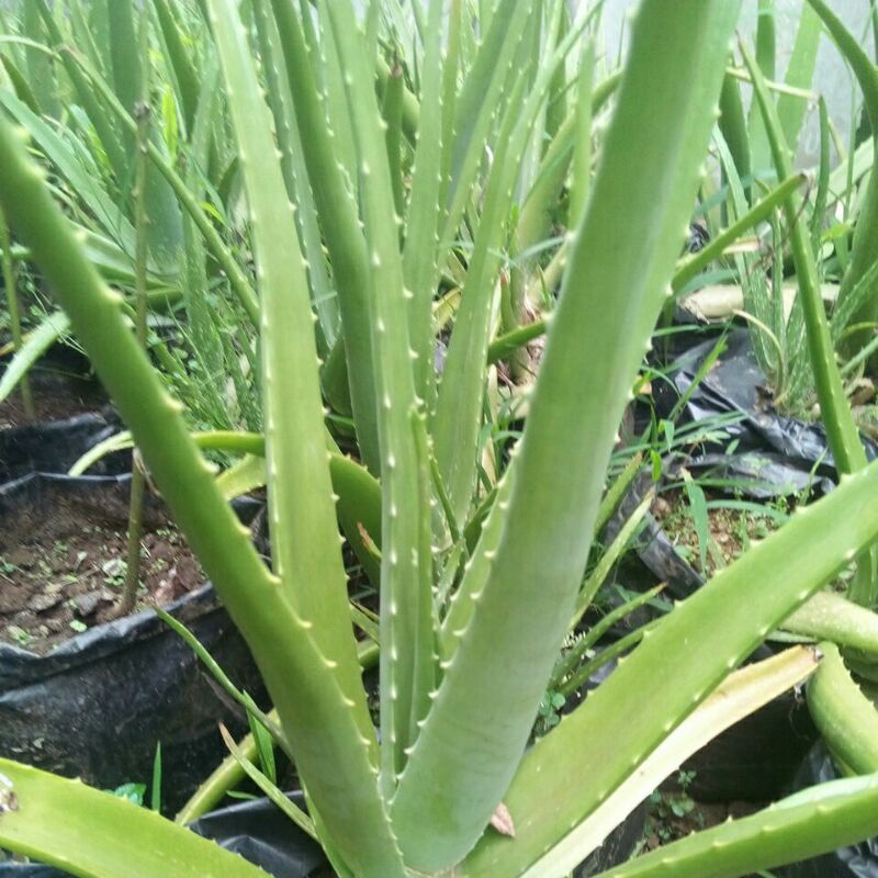 

Lidah buaya alami tanpa pestisida