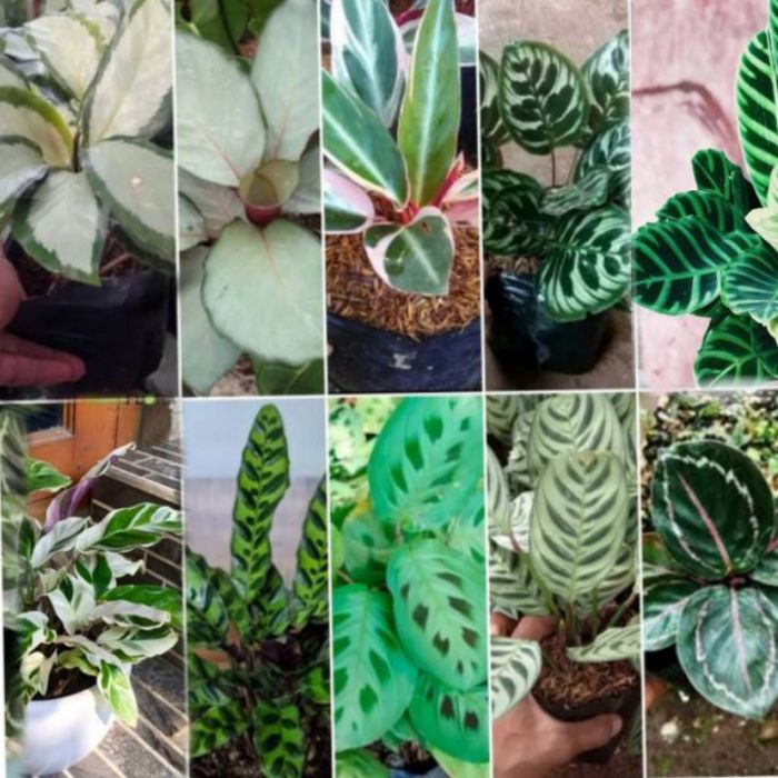 Tanaman hias paket 10 jenis pohon calathea