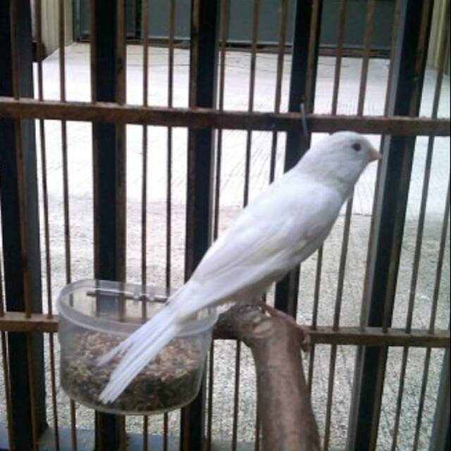 Kenari White Loper Super Shopee Indonesia