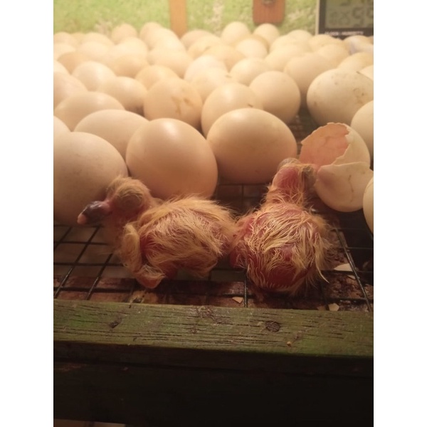 

TELUR AYAM ELBA FERTIL