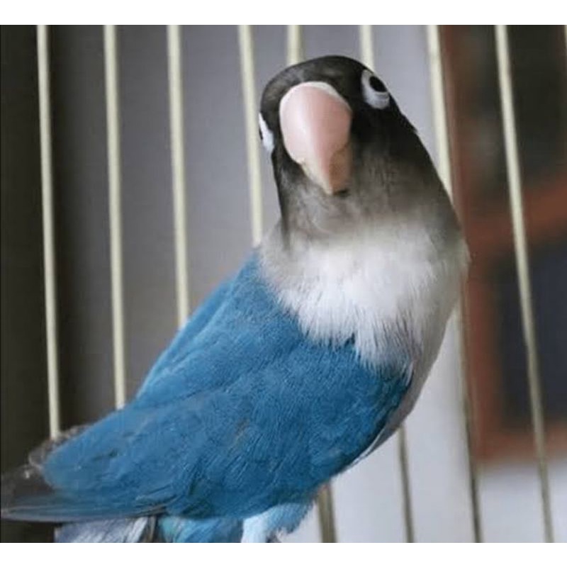 Burung lovebird Biru mangsi