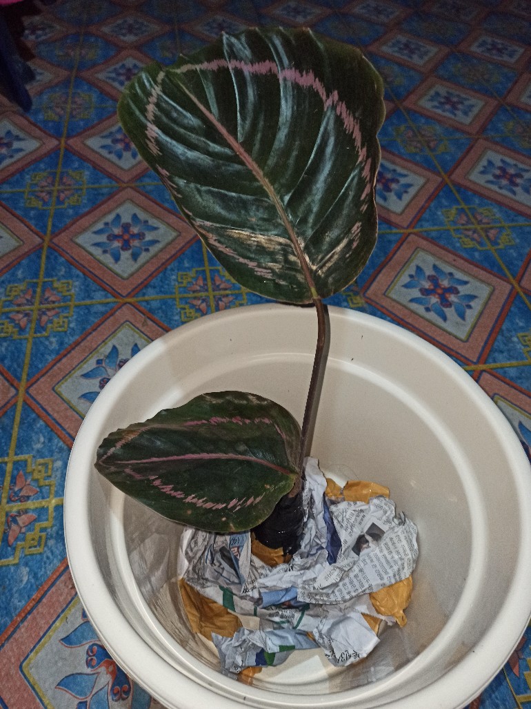 Tanaman Hias Calathea Black Lipstik - Pohon Kalatea Black Lipstik