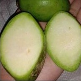 

Buah Kedongdong segar 1 Kg