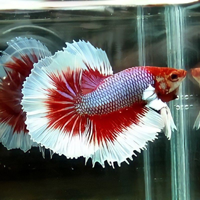 

Ikan cupang BIG EAR jantan