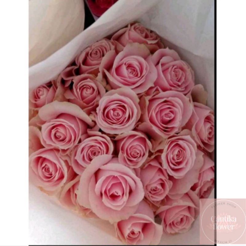 bunga mawar pink 20 tangkai asli dan segar / bunga tangkai