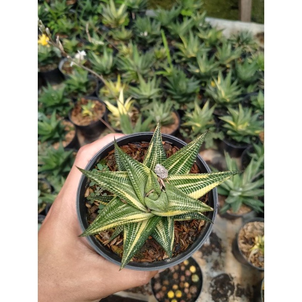 Haworthia limifolia variegata