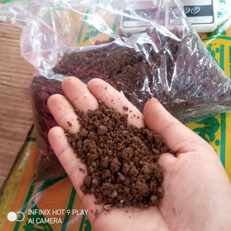 media tanah Lembang subur/tanah campur pupuk kandang