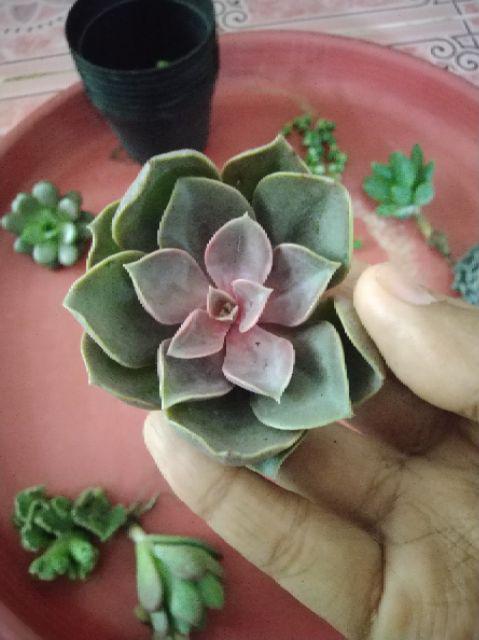Sukulen Murah Dan Hemat Dengan Berbagai Macam Variant Sudah Termasuk Pot 10cm