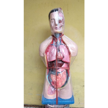 

Torso Laki Dan Wanita ukuran 90 cm