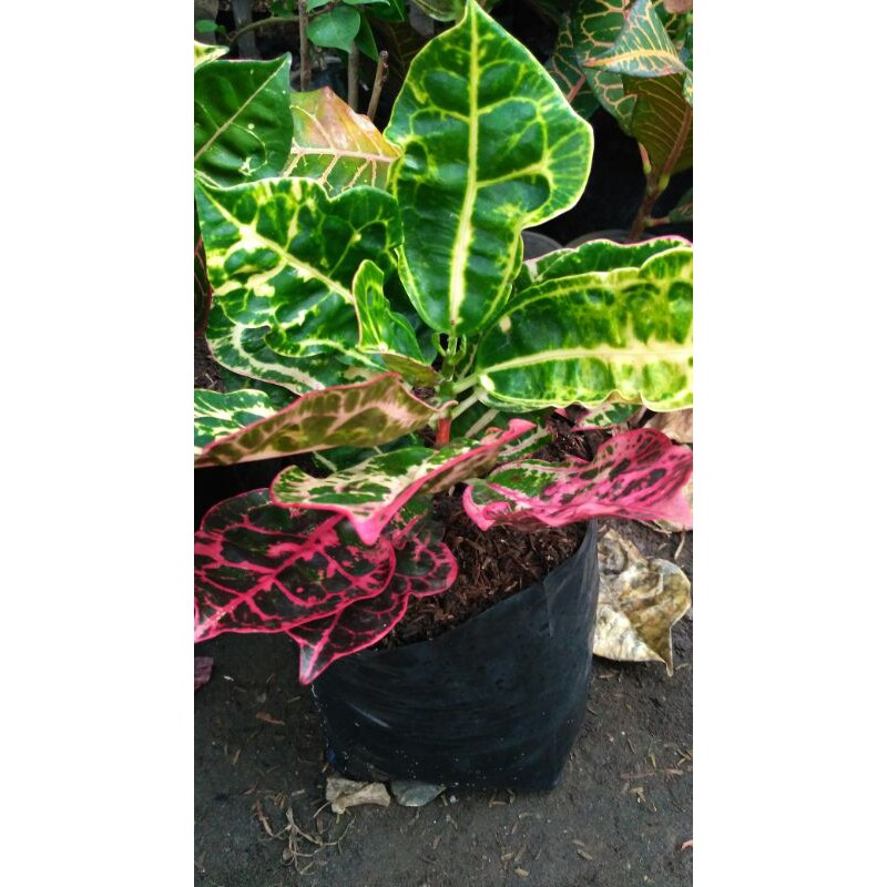 puring kura2 murah berkualitas banyak bonusnya