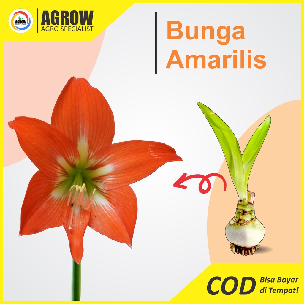 Bibit Umbi Bunga Amarilis Oren Amarylis Bakung Lily Lili Hippeastrum Amaryllidaceae Flower Crinum Lili Hujan Bunga Narsis Murah By Agrow Bunga Viral Bunga Taman