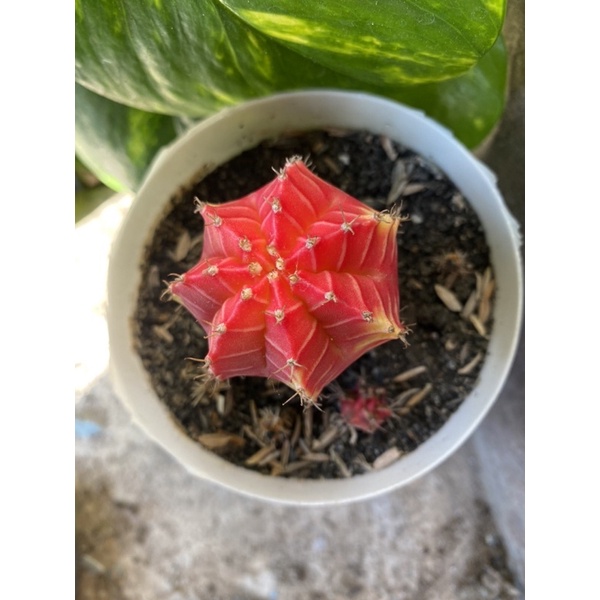 Kaktus Gymno Miha / Milo / Starfire L13 d 6cm