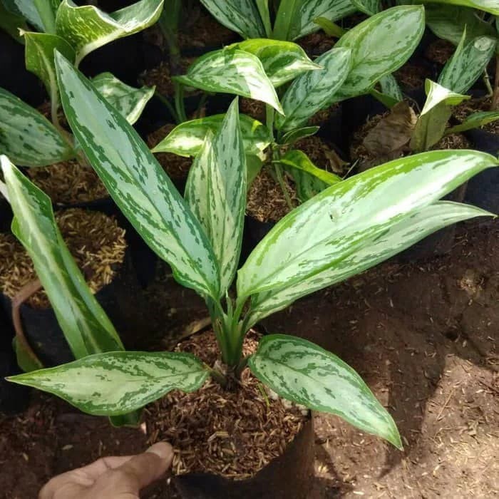 tanaman hias belanceng sri rezeki - aglonema sri rezeki