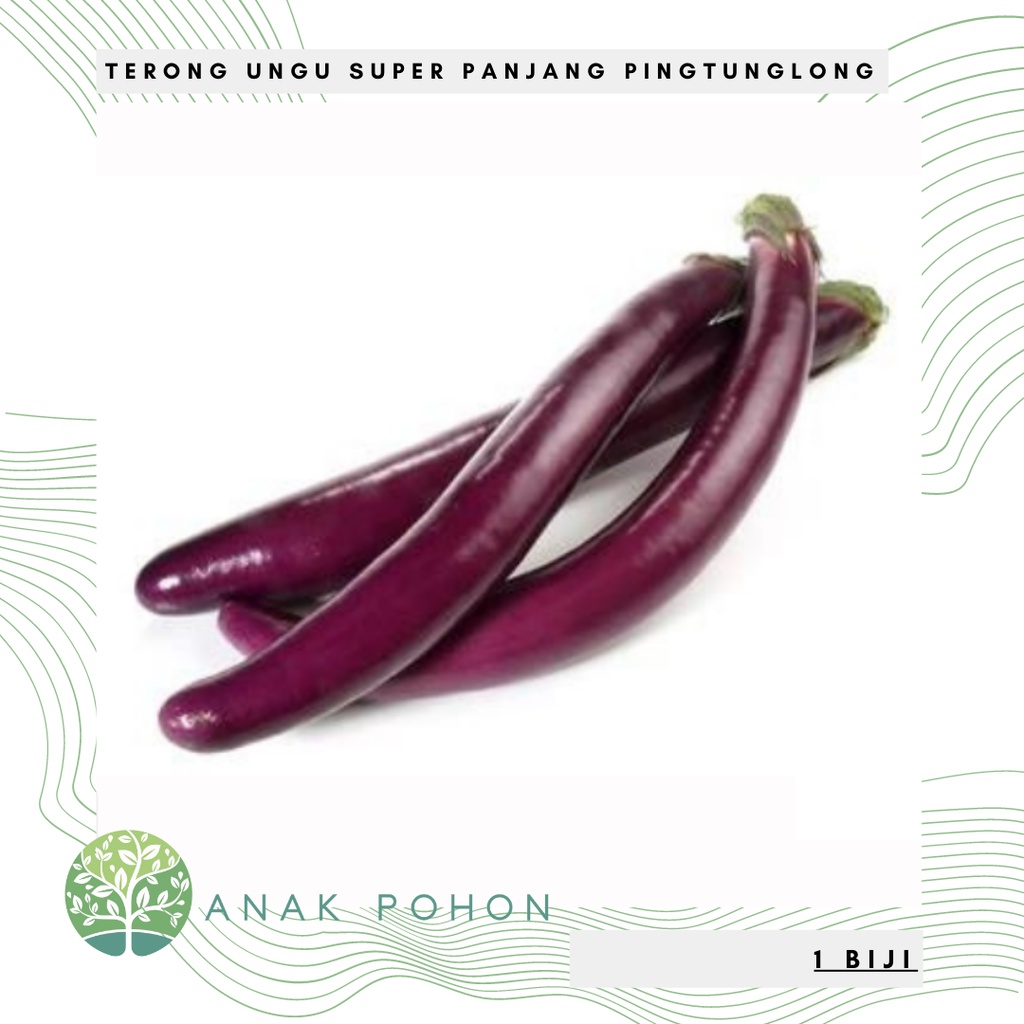 Benih Bibit Biji - Terong Ungu Pingtung Long F1 Hibrida Seeds - Panen dalam 80 Hari - Tipe Ramping &amp; Super Panjang