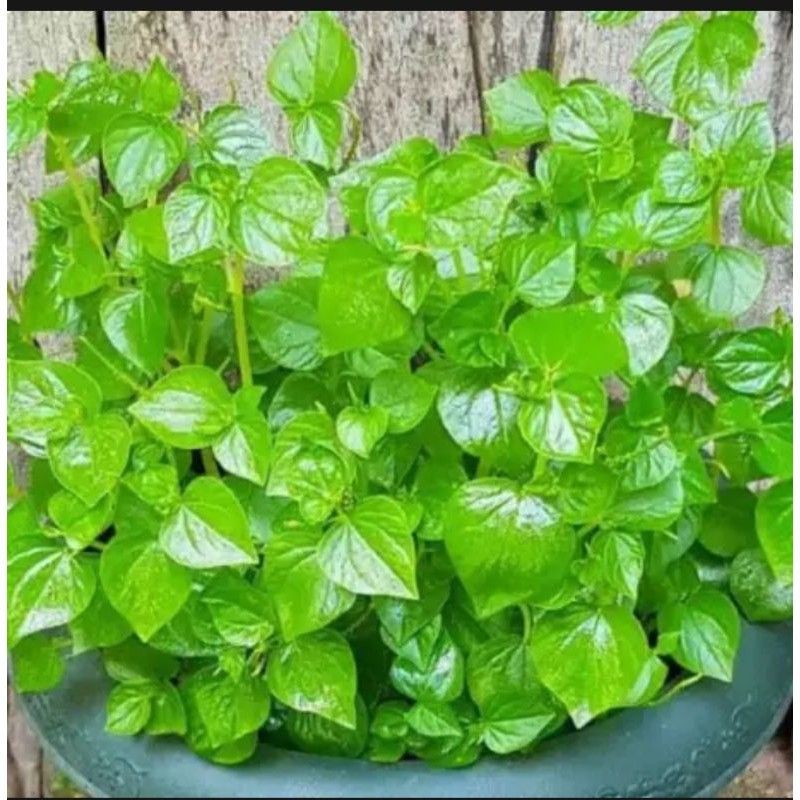 

daun sirih cina
