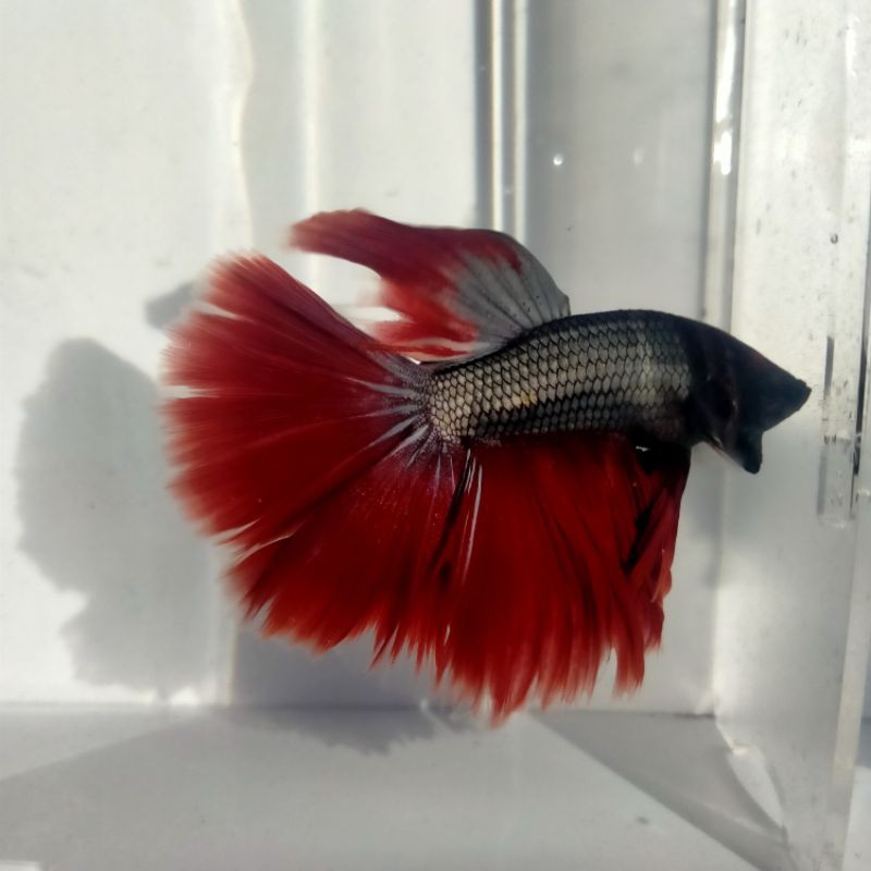 Real picture Ikan cupang HM halfmoon Rose tail indukan size L-XL