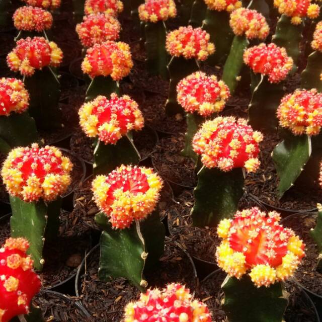 Tanaman hias kaktus sekulen kaktus warna