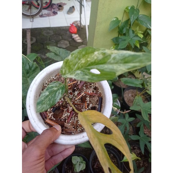 janbol/ monstera adansoni variegata marble