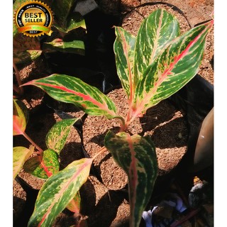 Aglaonema aglonema  suksom jaipong Shopee Indonesia