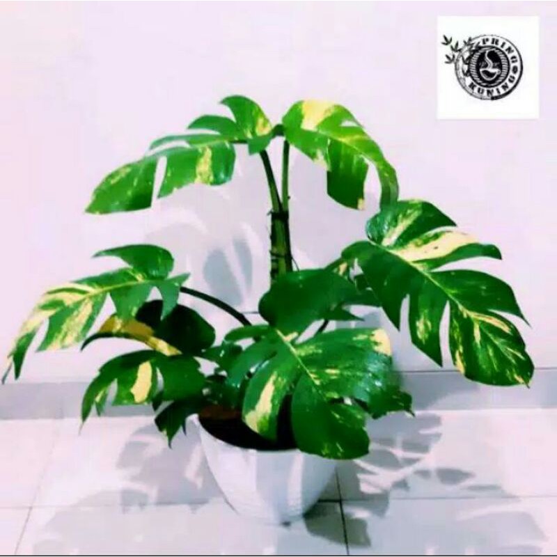 monstera sirih gading jumbo *BONGGOL*